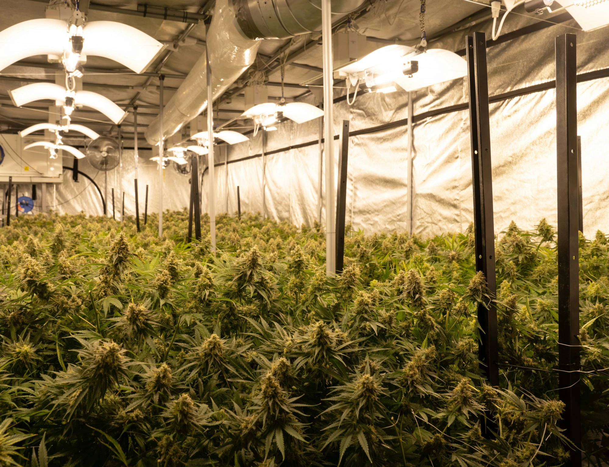 crystalweed-cannabis-IMKAwHBCJNs-unsplash
